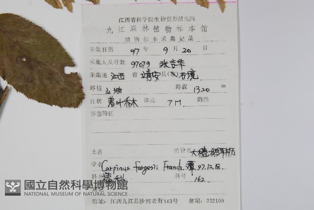 大穗鵝耳櫪藏品圖，第2張