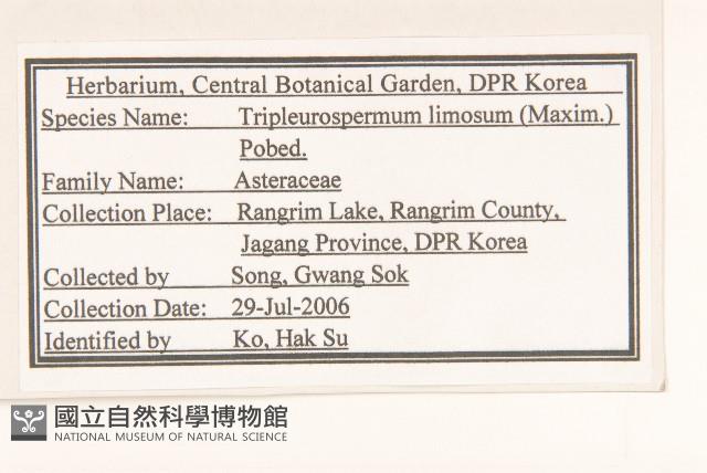 三肋果藏品圖，第2張
