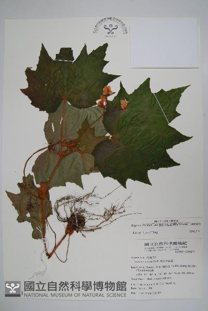 裂葉秋海棠藏品圖，第1張