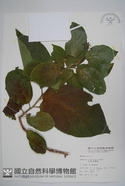 恆春厚殼樹藏品圖，第1張