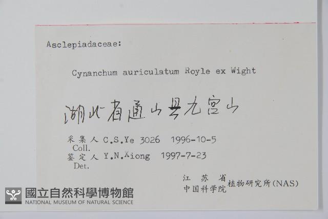 牛皮消藏品圖，第2張