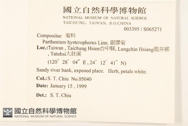 銀膠菊藏品圖，第2張