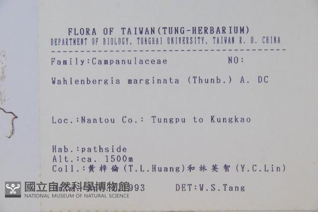 細葉蘭花參藏品圖，第2張