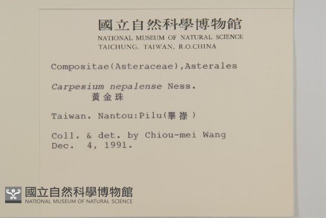 黃金珠藏品圖，第2張