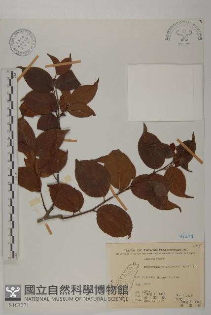 雷公藤藏品圖，第1張