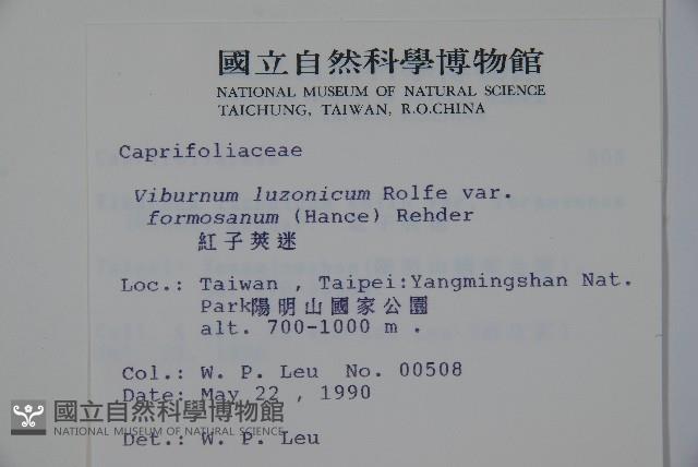 紅子莢迷藏品圖，第2張