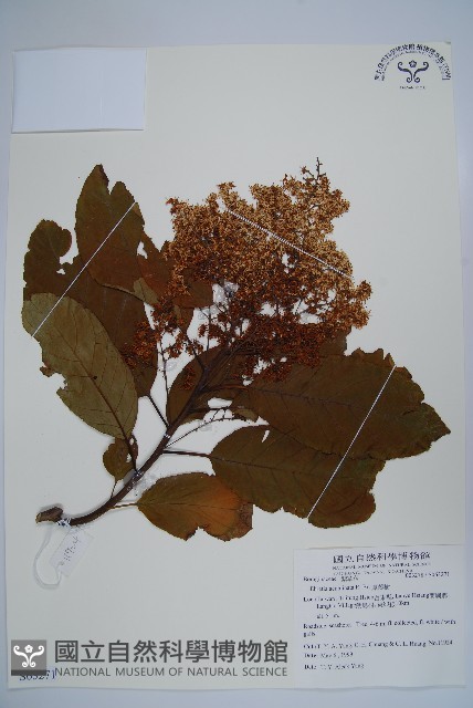 厚殼樹藏品圖，第4張