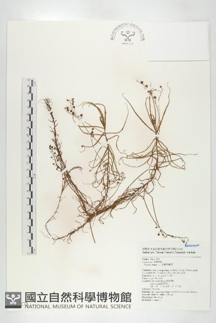 長葉茅膏菜藏品圖，第1張