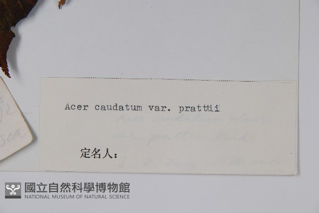 川滇長尾槭藏品圖，第2張