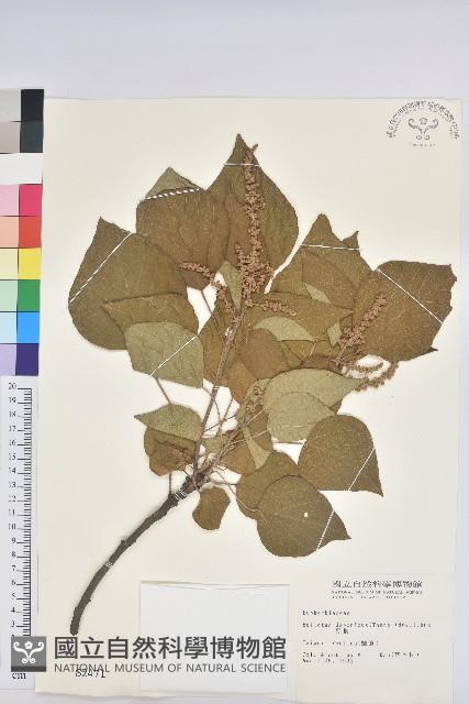 野桐藏品圖，第1張