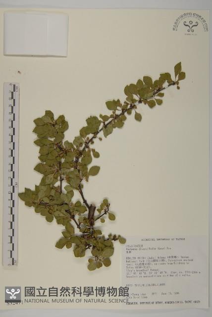 北仲, 刺裸實藏品圖，第1張