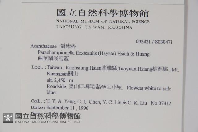 曲莖馬藍藏品圖，第2張