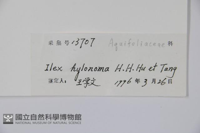 細刺冬青藏品圖，第2張