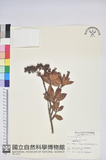 臺灣馬醉木藏品圖，第1張