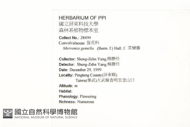 菜欒藤藏品圖，第2張