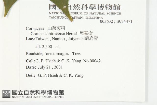 燈臺樹藏品圖，第2張