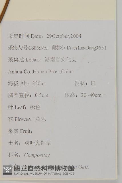 羽葉鬼針草藏品圖，第2張