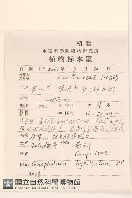 秋鼠麴草藏品圖，第2張