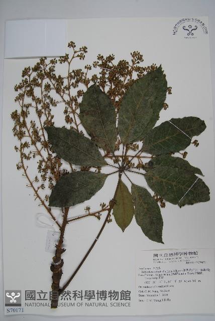 鵝掌柴、江某、鴨腳樹藏品圖，第1張