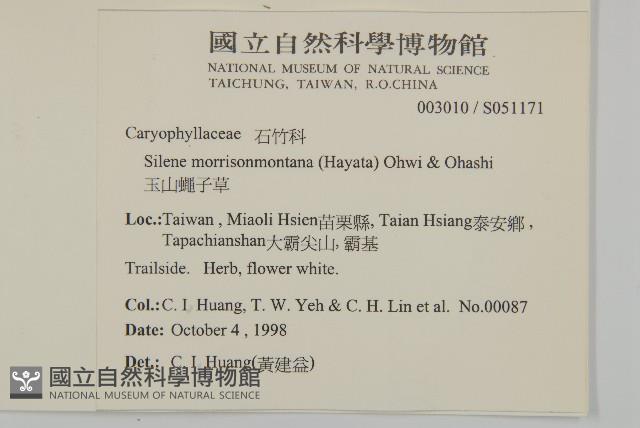 玉山蠅子草藏品圖，第2張