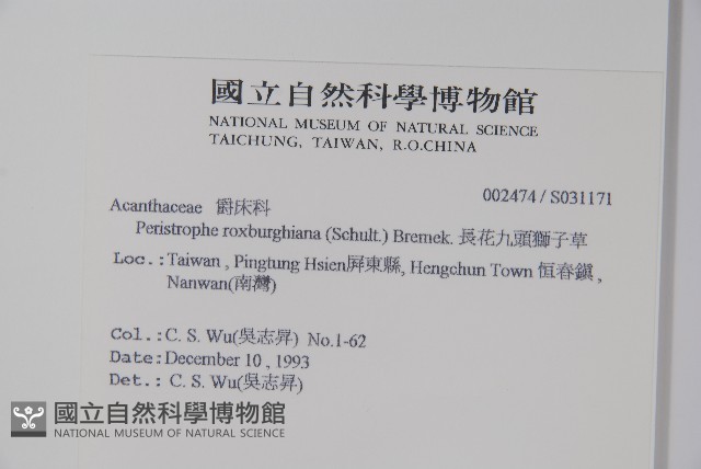 長花九頭獅子草、山藍藏品圖，第2張