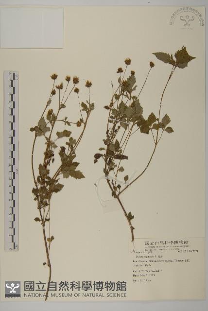 鬼針藏品圖，第1張