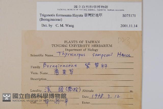 臺灣附地草藏品圖，第2張