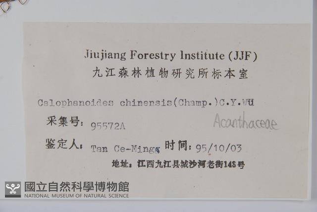 杜根藤藏品圖，第2張