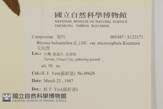 艾納香藏品圖，第2張