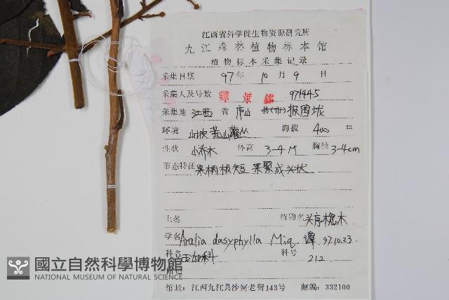 頭序蔥木藏品圖，第2張