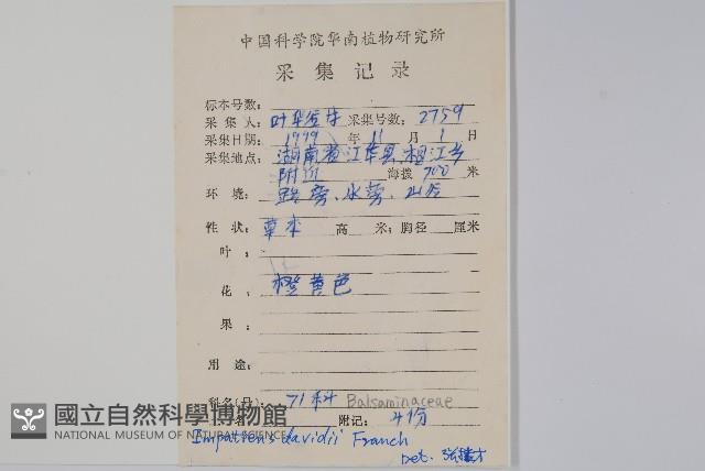 牯嶺鳳仙花藏品圖，第2張