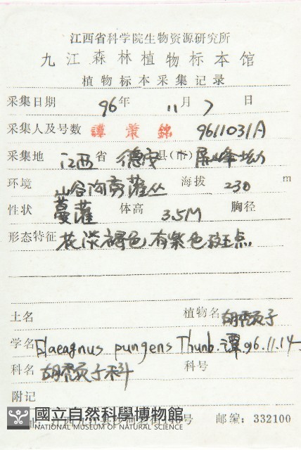 胡頹子藏品圖，第2張