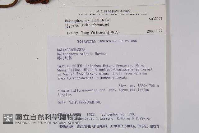 穗花蛇菰藏品圖，第2張