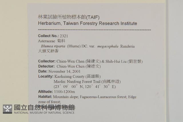 大頭艾納香藏品圖，第2張