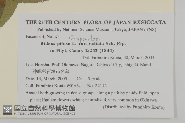 大花咸豐草藏品圖，第2張