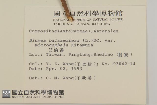 艾納香藏品圖，第2張