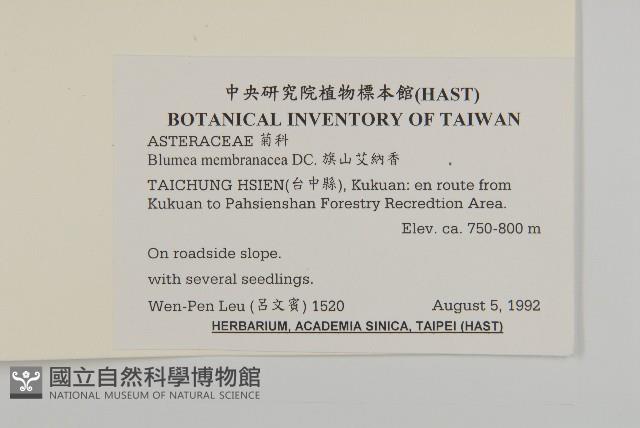 旗山艾納香藏品圖，第2張