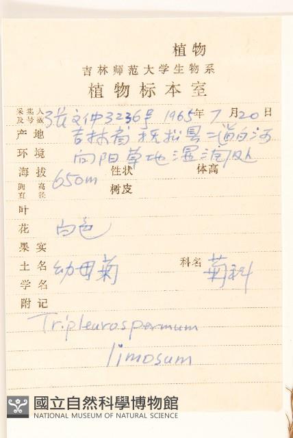 三肋果藏品圖，第2張