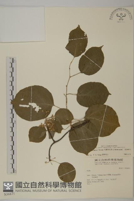 大葉南蛇藤藏品圖，第1張