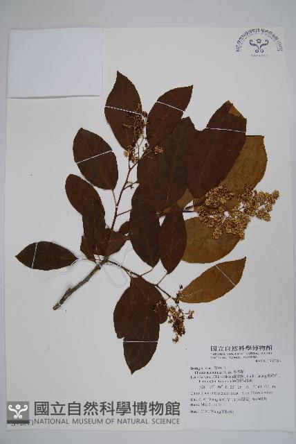 厚殼樹藏品圖，第1張