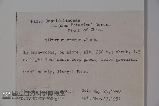 松田氏莢迷、宜昌莢迷藏品圖，第2張