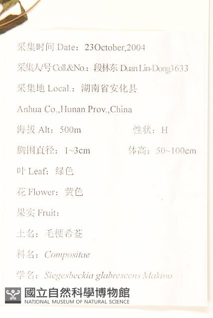 毛梗豨薟藏品圖，第2張