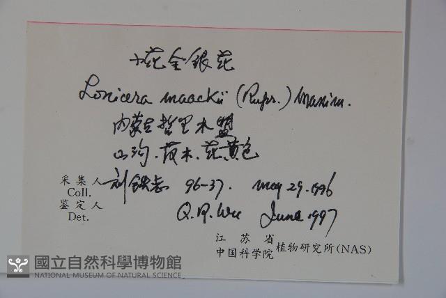 金銀忍冬藏品圖，第2張