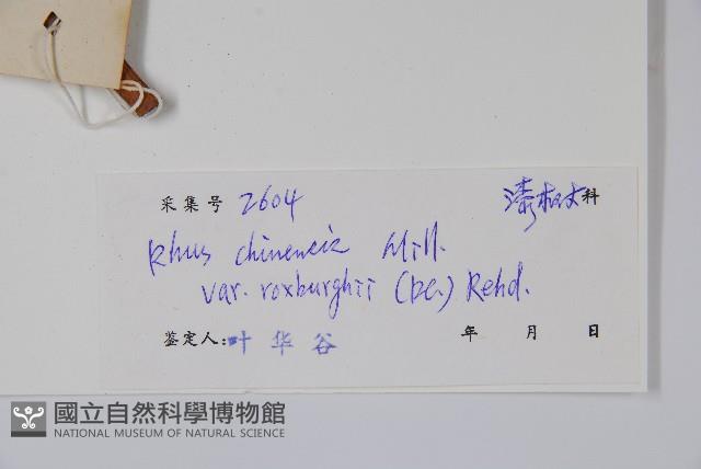 濱鹽膚木、羅氏鹽膚木藏品圖，第2張