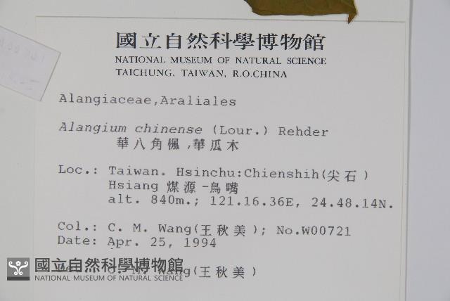 華八角楓藏品圖，第2張