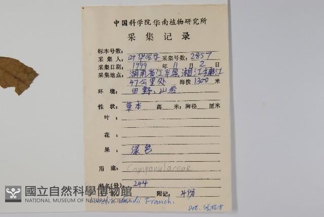 江南山梗菜藏品圖，第2張