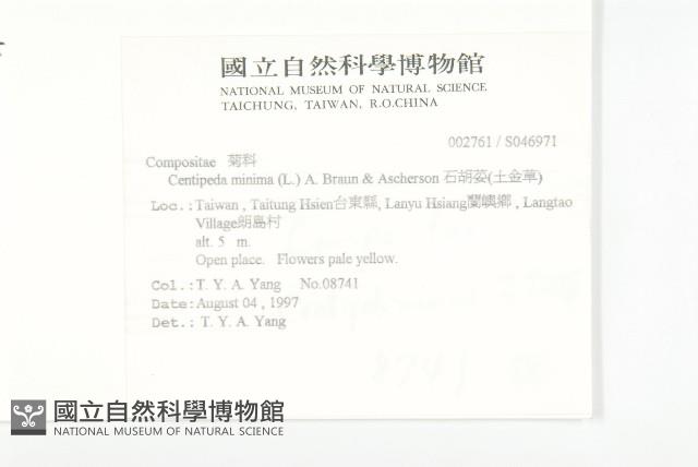 石胡荽、吐金草藏品圖，第2張