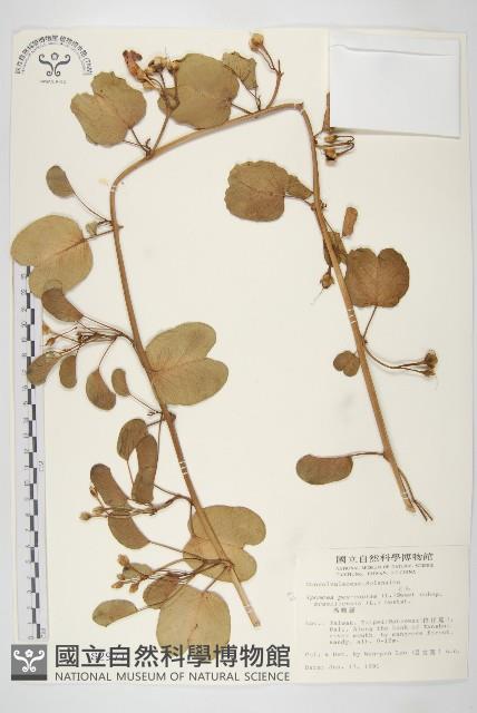 馬鞍藤藏品圖，第1張