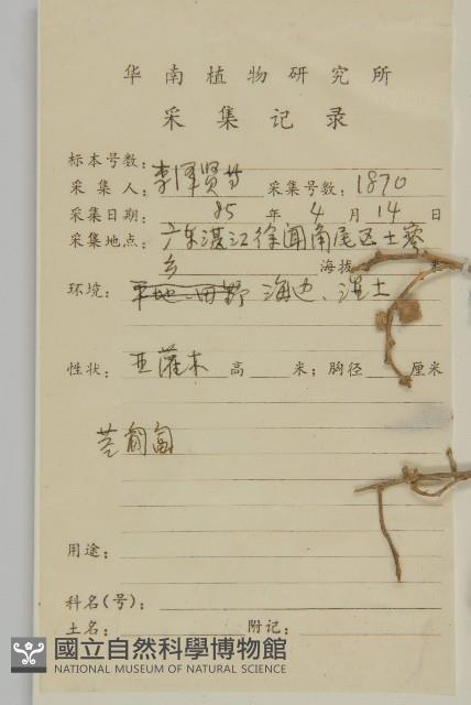 匍匐濱藜藏品圖，第2張