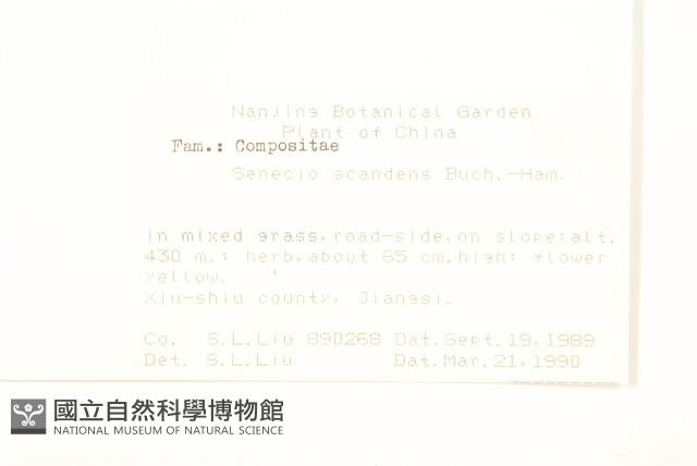 蔓黃菀藏品圖，第2張